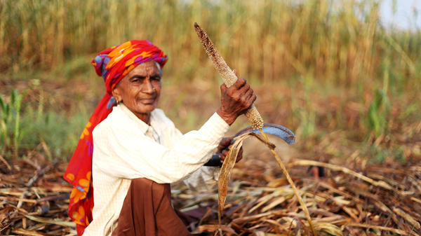 Elderly dark-skinned woman with bright red headscarf cutting a millet plant and a sickle.