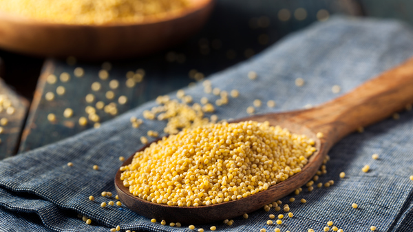 Dried millet grains in a wooden spoon