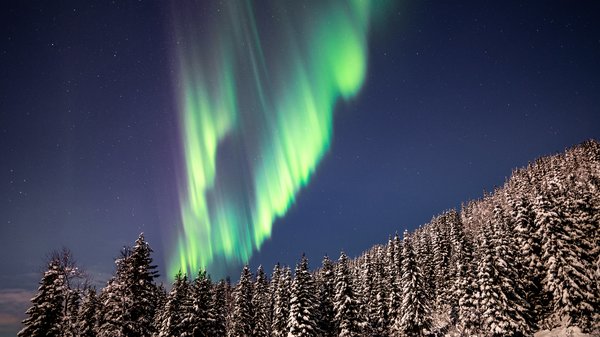 Vivid green northern lights over a snowy forest.