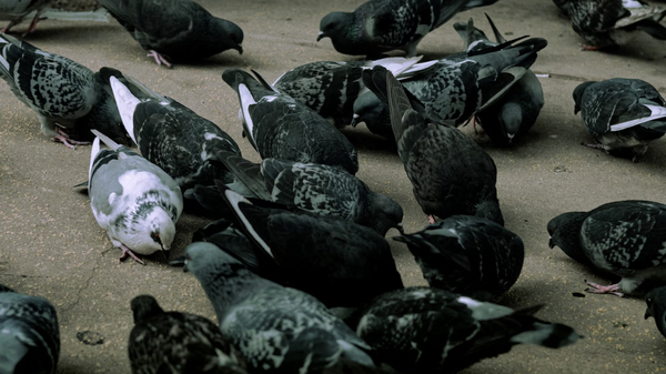 Photo of pigeons searching for food on the pavement