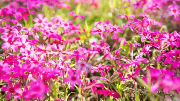 Pink wild ground phlox are a native flower to North America.