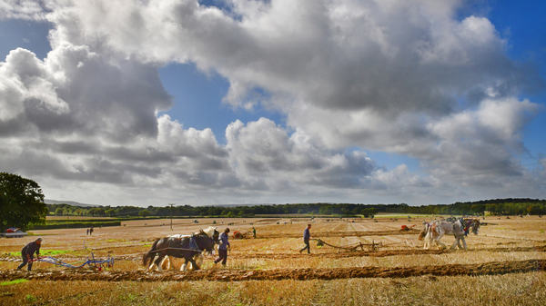 Participants compete in a traditional plowing match in the countryside of East Sussex, England, using horse-drawn plows.