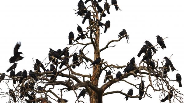 Tree filled with an unkindness of ravens