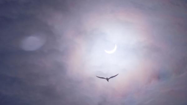 Partial solar eclipse with bird.