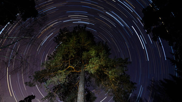 Long-exposure shot of a tree and night sky with star tracks caused by the Earth's rotation.