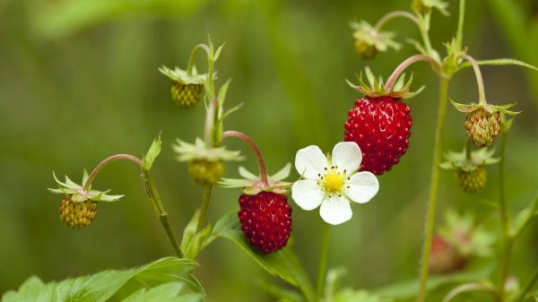 Wild strawberries.