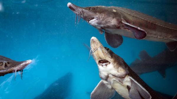 Sturgeon photographed underwater.