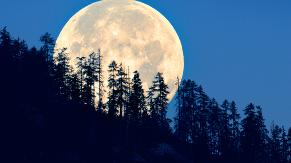 Full Moon rising behind a line of dark trees.