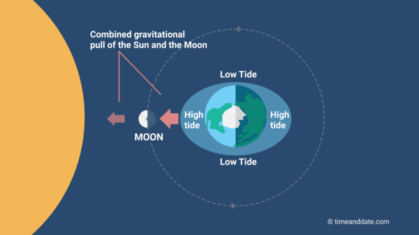 Illustration showing how the gravitational force of the Sun and Moon act together and create spring tides at New Moon and Full Moon.