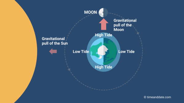 The tidal range is smallest at the 2 Quarter Moons.