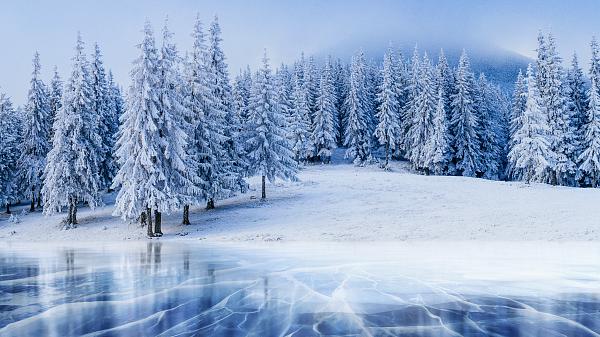 Frozen lake and snowy forest