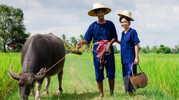 International Year of Family Farming