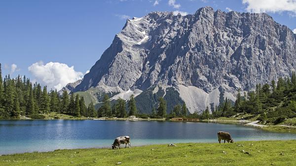 Zugspitze mit See und Kühen