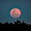 Big orange Full Moon above trees on a dark sky. Sunset with a Super Full Moon at Woy Woy Waterfront on the Central Coast, NSW, Australia.