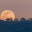 A Full Moon rises over a hilltop dotted with silhouettes of leafless trees, set against a soft, warm-toned sky. 