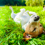 Summer: Dog lying on grass