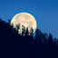 Full Moon rising behind a line of dark trees.