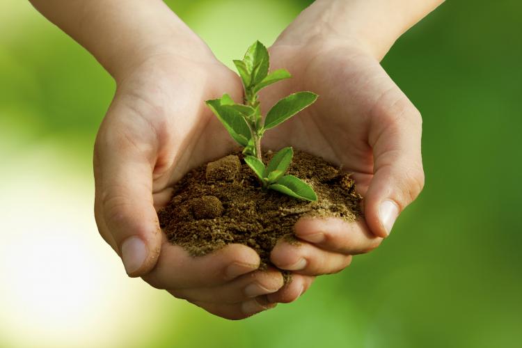 Childrens hands holding a plant.