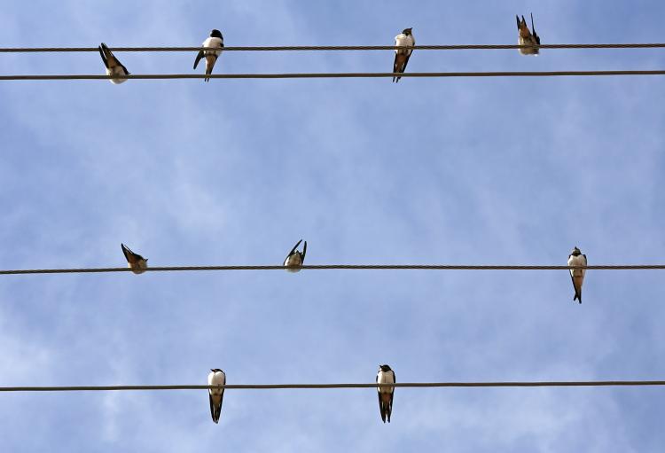 Swallows on a wire.