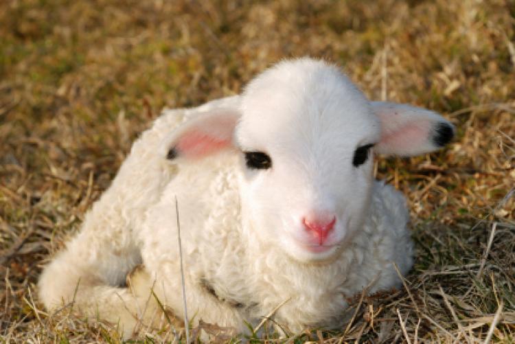 A very young lamb
