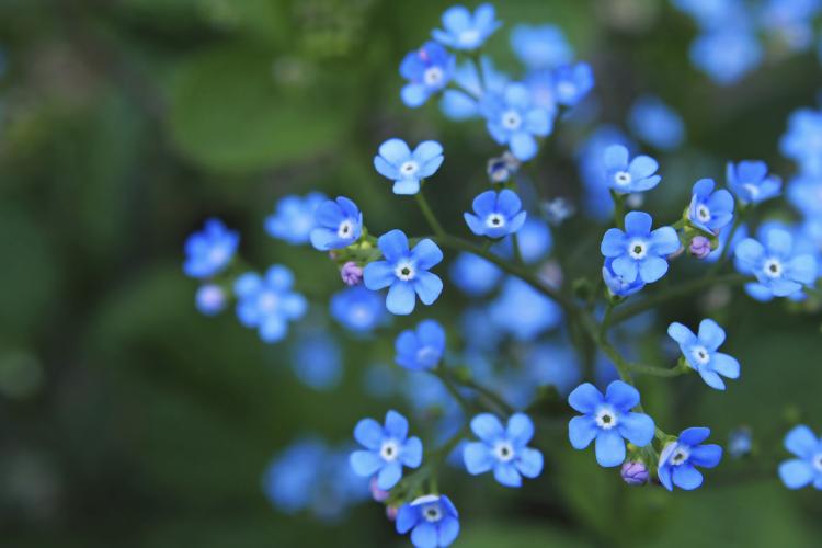 Forget Me Not Day Fun Holiday