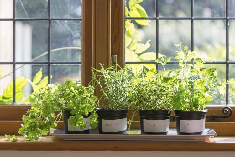 Herb garden on a kitchen ledge.