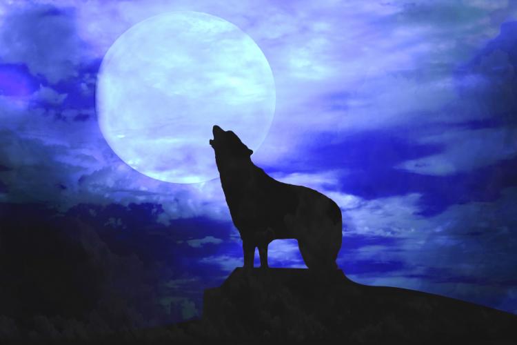 Dog howling at the moon.