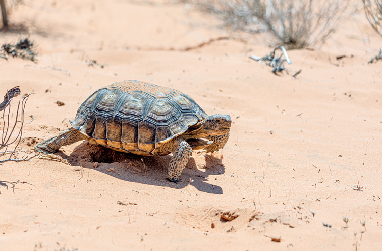 The desert tortoise, a symbol of Nevada.