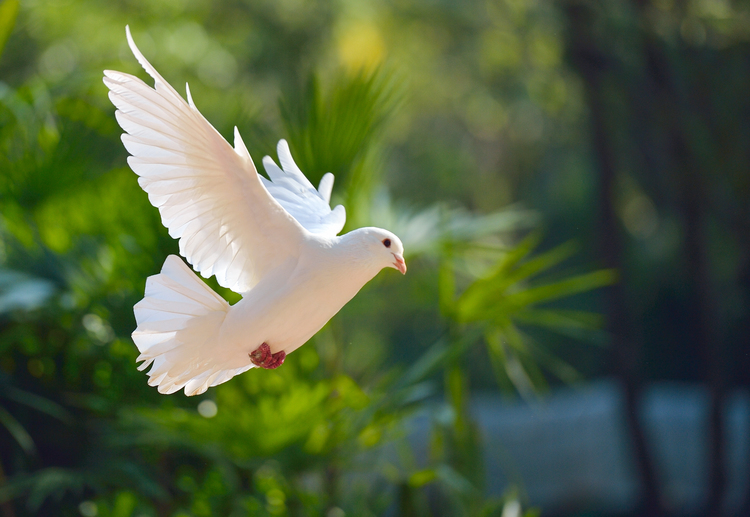 The dove often symbolizes the Holy Spirit, which is believed to have descended on to Jesus' followers. Pentecost marks this occasion.