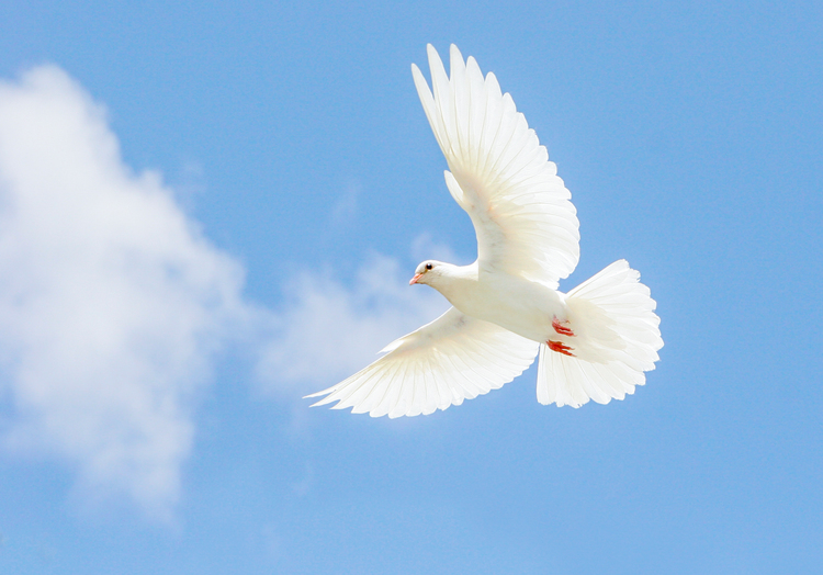 The Holy Spirit is often symbolized by a white dove.