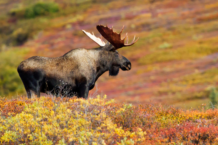 Der Elch ist das offizielle “state mammal” (Staatssäugetier) von Alaska.