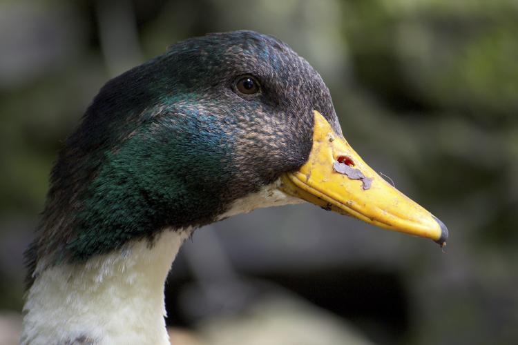 Duck in nature with dirty beak.