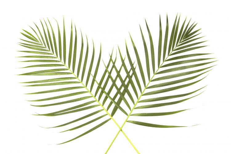To palmeblader i kryss på hvit bakgrunn.