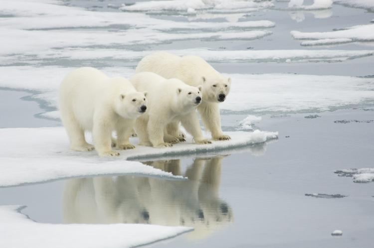 International Polar Bear Day