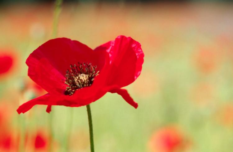 National Poppy Day 2023: What the red flower represents