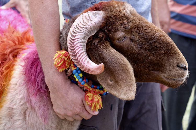 qurbani bakra eid