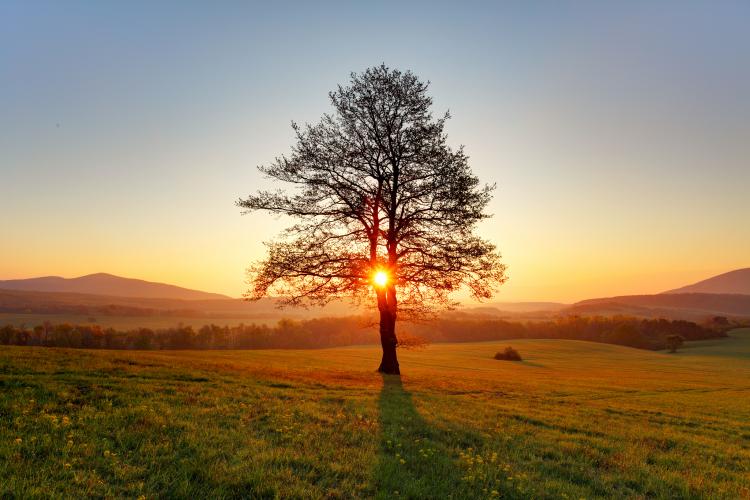 Spring landscape with a tree and the Sun.