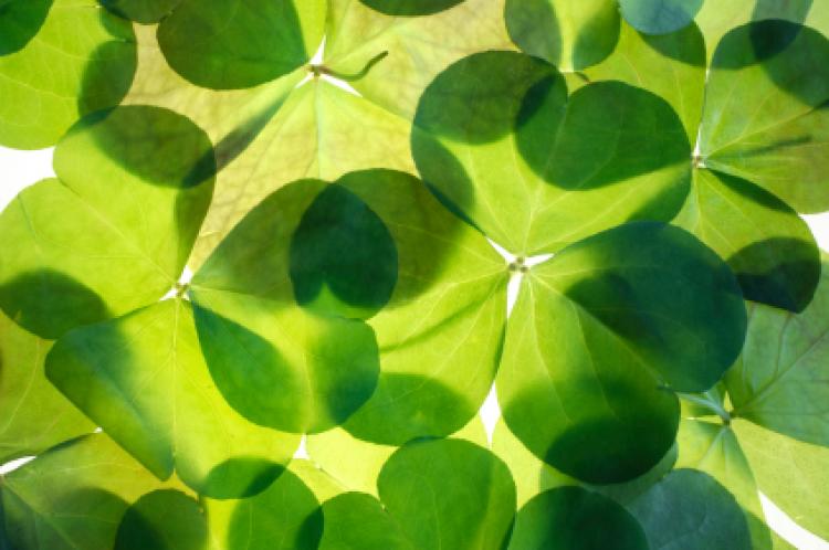 When Is St. Patrick's Day 2024? - St. Patrick's Day, Explained