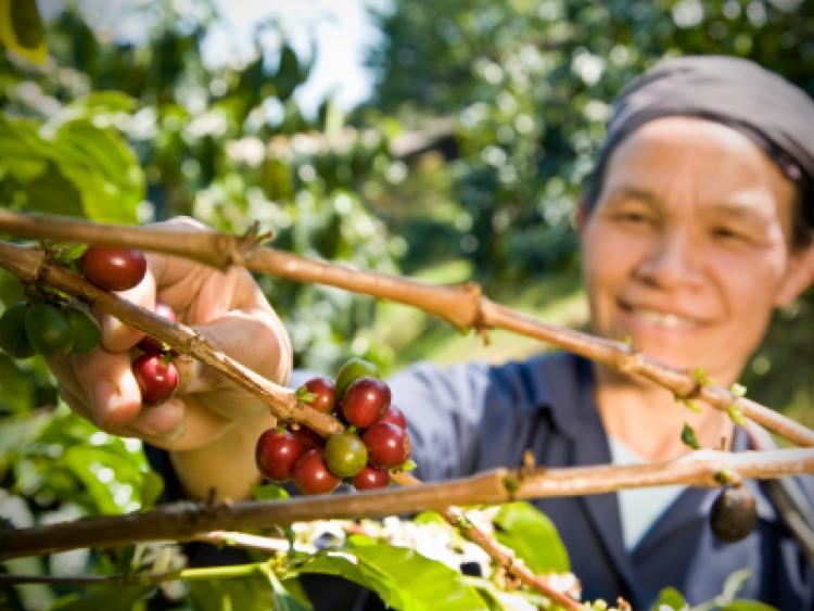A fair trade coffee farmer picking organic coffee beans from the tree.