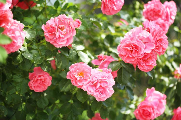 june flower birth month rose roses pink calendar roman
