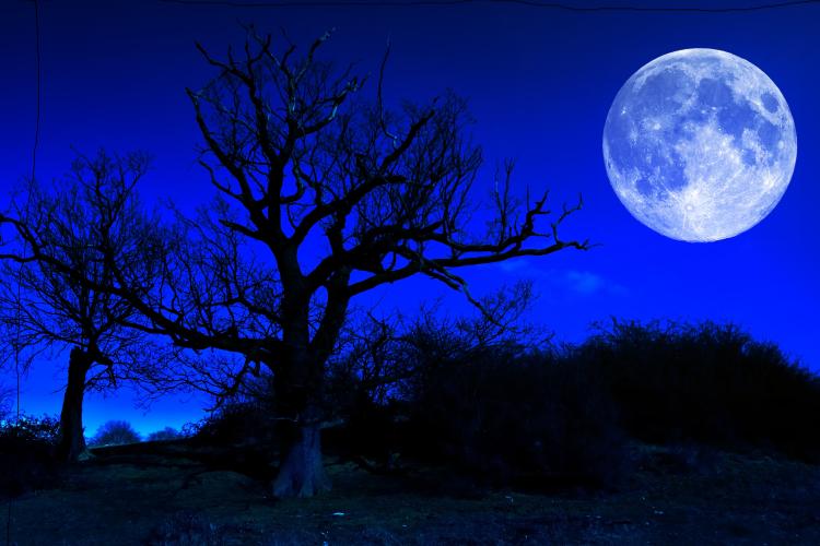 Illustrating a blue moon. Manipulated photo of silhouetted trees in front of a blue glowing full moon in a very blue sky.