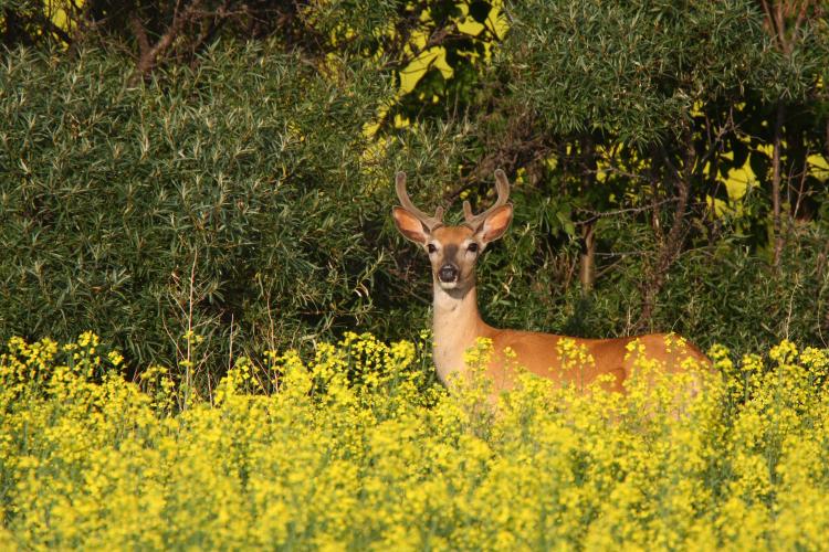 Buck Moon Is The Full Moon In July - 