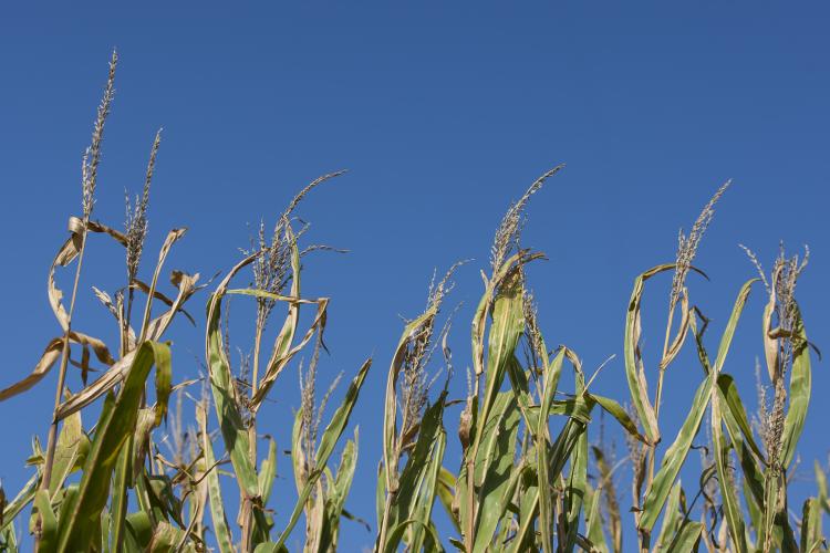 Harvest Moon or Full Corn Moon in September