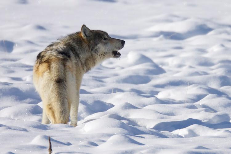 howling wolf snow