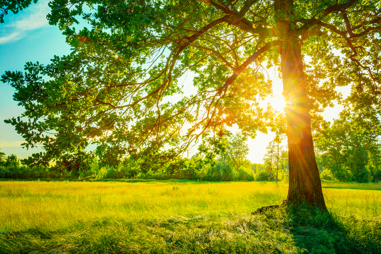 Summer Sun peeking from a tree.