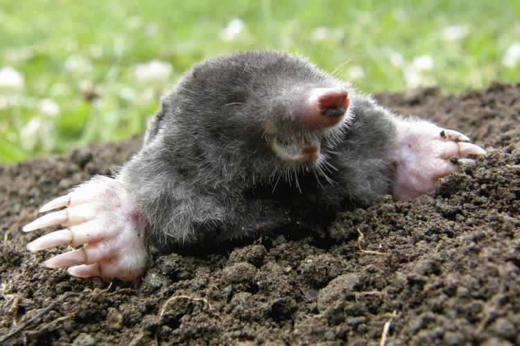 A mole digging dirt.