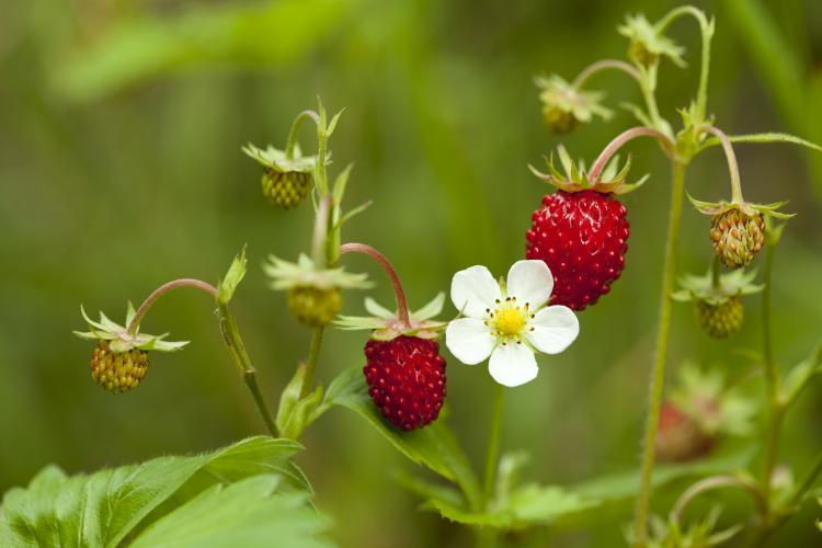 Wild strawberries.