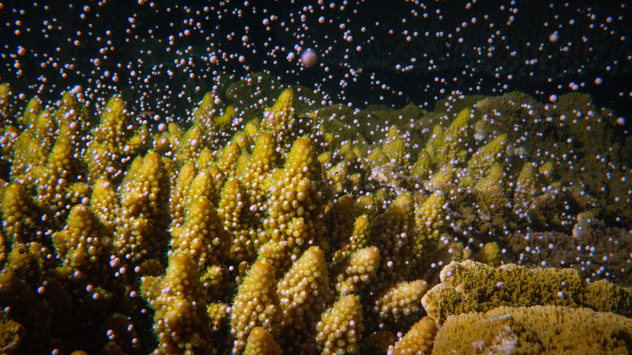 Yellow coral branches covered in pink spawn spheres in the dark ocean.