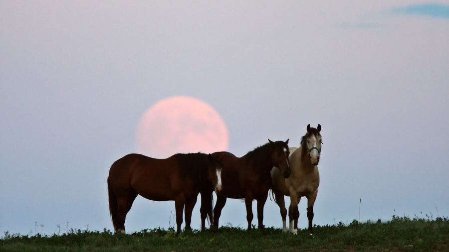 La pleine lune derrière trois chevaux.