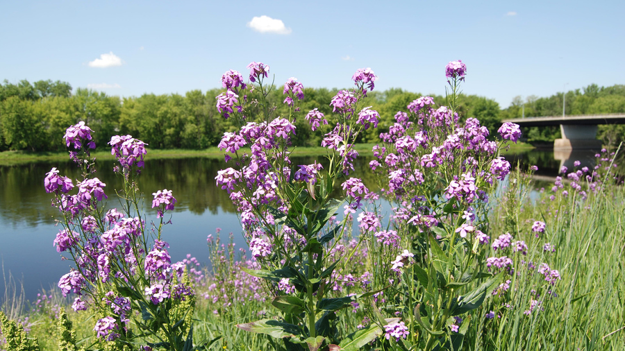 Phlox flowers by the river.